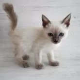 トイボブ【長野県・男の子・2025年9月1日・ブルーポイント】の写真3「耳も小さくちょうど良い大きさです。」