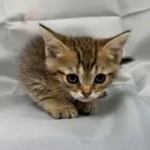 トイボブ【長野県・男の子・2025年3月1日・ブラウンタビー】の写真3