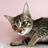 トイボブ【長野県・女の子・2025年4月9日・ブラウンスポッテトタビー】の写真4「目が大きいので可愛いです」