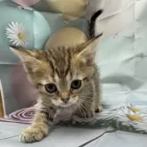 トイボブ【長野県・男の子・2025年3月1日・ブラウンタビー】の写真4