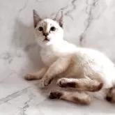 トイボブ【長野県・男の子・2025年4月9日・シールリンクスポイント】の写真4「とても人懐っこいです。」