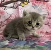 トイボブ【長野県・女の子・2025年3月1日・ブルートルティー】の写真5