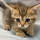 トイボブ【長野県・男の子・2025年3月1日・ブラウンタビー】の写真6