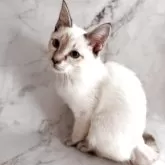 トイボブ【長野県・男の子・2025年4月9日・シールリンクスポイント】の写真6「体は短く小さな猫です。」