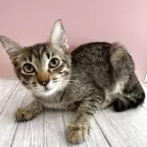 トイボブ【長野県・女の子・2025年4月9日・ブラウンスポッテトタビー】の写真5「甘えん坊です」