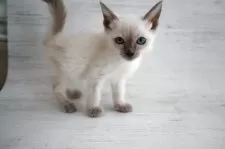 トイボブ【長野県・男の子・2025年9月1日・ブルーポイント】の写真7