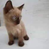 トイボブ【長野県・男の子・2025年9月1日・ミンク】の写真9