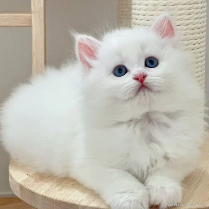 ID:2305-00623の子猫