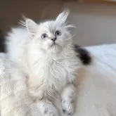 サイベリアン【埼玉県・女の子・2024年9月6日・リールリンクスポイント】の写真3