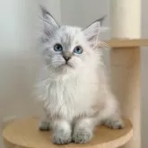 サイベリアン【埼玉県・女の子・2024年9月6日・リールリンクスポイント】の写真4