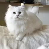 サイベリアン【埼玉県・女の子・2025年3月14日・ホワイト】の写真13