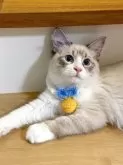 サイベリアン【埼玉県・男の子・2025年5月21日・シールリンクポイントタビー&ホワイト】の写真13