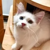 サイベリアン【埼玉県・女の子・2025年3月13日・ホワイト】の写真4