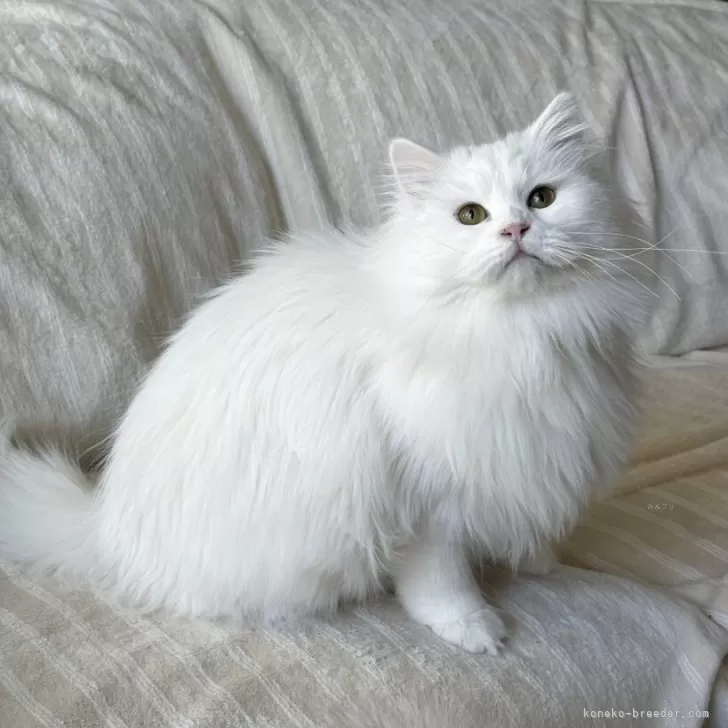 サイベリアン【埼玉県・女の子・2025年3月14日・ホワイト】の写真1