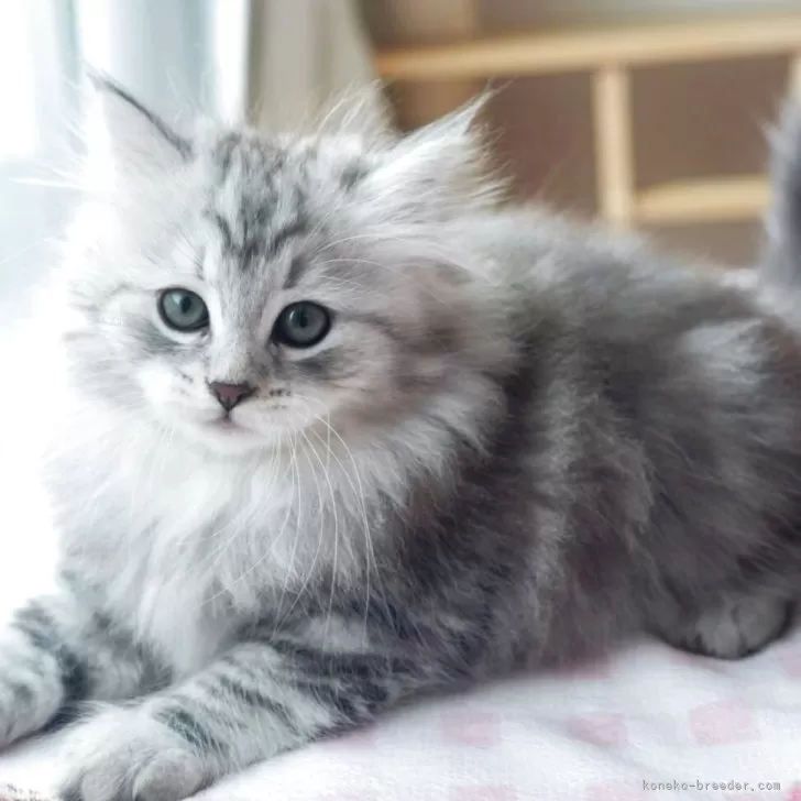 サイベリアン【埼玉県・女の子・2025年9月8日・シルバータビー】の写真1