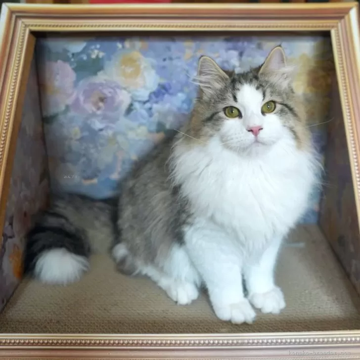 ID：2501-00056の子猫