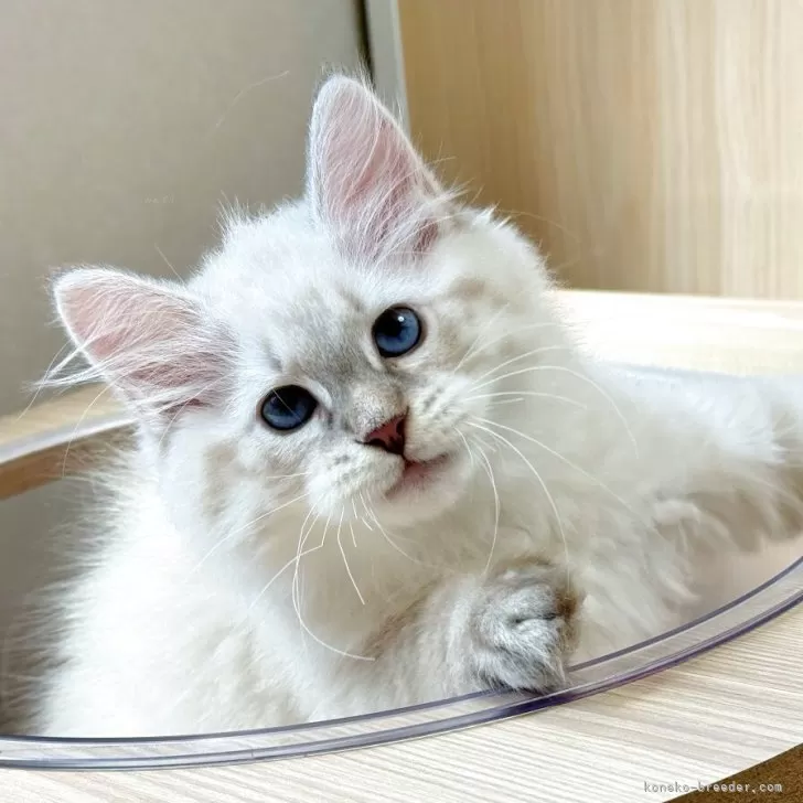 ID：2508-02503の子猫