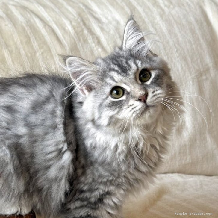 ブリーダー画像