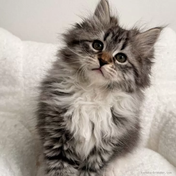 ID：2501-00055の子猫