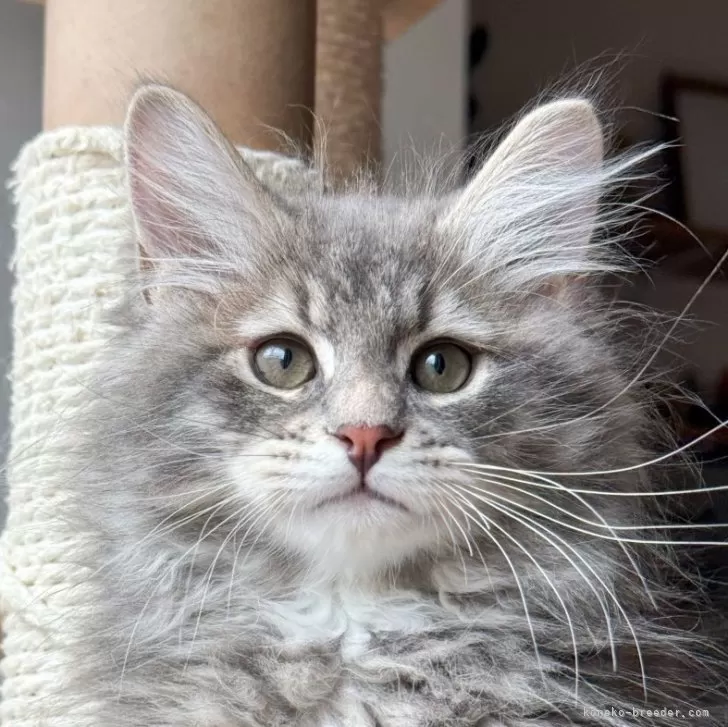 ID:2506-01228の子猫