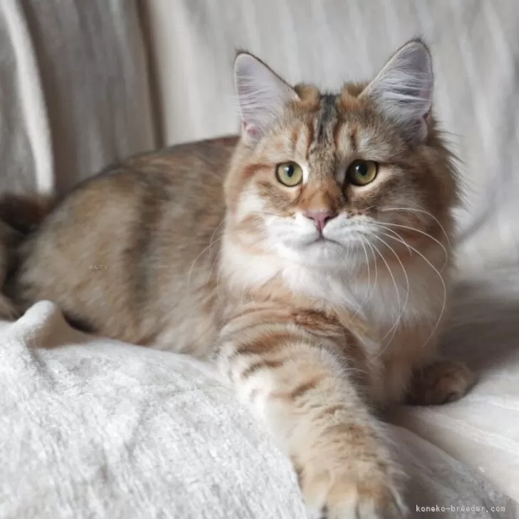 サイベリアン【埼玉県・男の子・2025年4月2日・ゴールデンタビー】の写真1