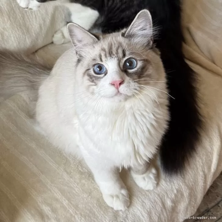 サイベリアン【埼玉県・男の子・2025年5月21日・シールリンクポイントタビー&amp;ホワイト】の写真1