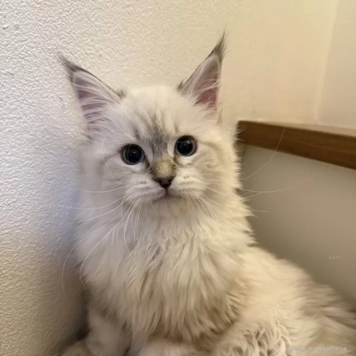 ID：2412-00617の子猫