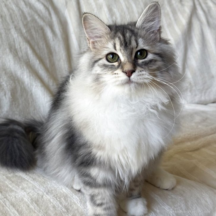 ブリーダー画像