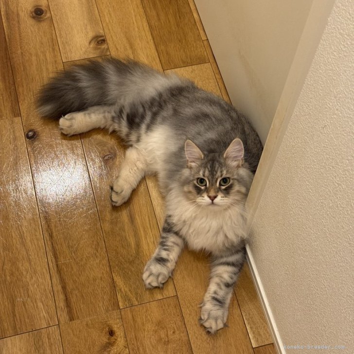 ブリーダー画像