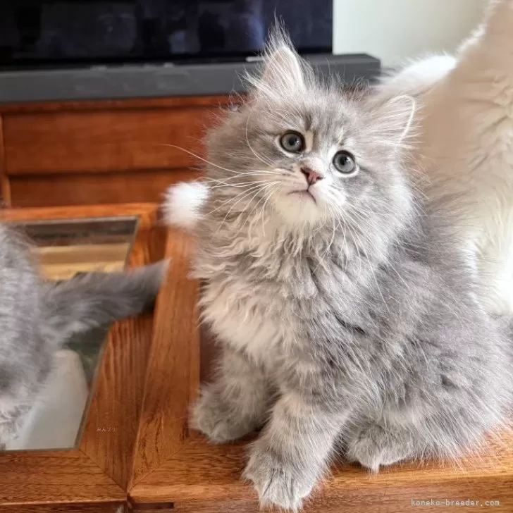 M.H 様のお迎えした子猫