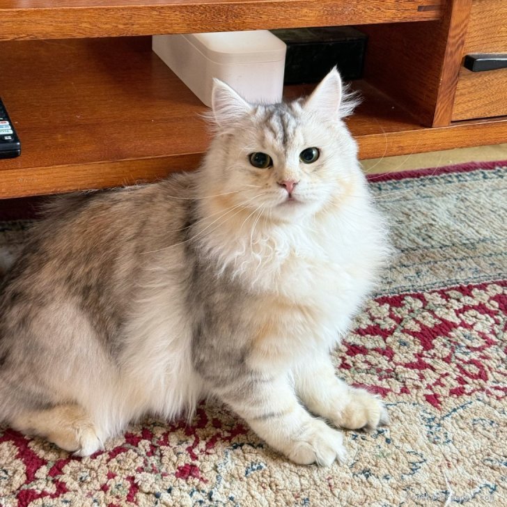 ブリーダー画像