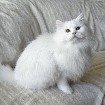 サイベリアン【埼玉県・女の子・2025年3月14日・ホワイト】の写真「美しいホワイト女の子」