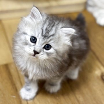 サイベリアン【埼玉県・女の子・2025年9月8日・シルバータビー】の写真「フワフワ可愛い女の子」