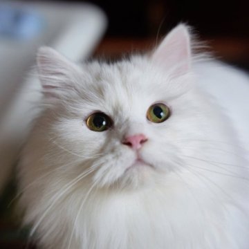 サイベリアン【埼玉県・女の子・2025年3月14日・ホワイト】の写真「美しいホワイト女の子」