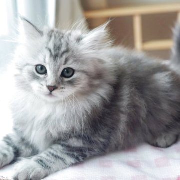 サイベリアン【埼玉県・女の子・2025年9月8日・シルバータビー】の写真「フワフワ可愛い女の子」