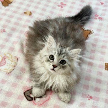 サイベリアン【埼玉県・女の子・2025年9月8日・シルバータビー】の写真「フワフワ可愛い女の子😍」