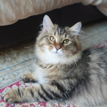 サイベリアン【埼玉県・男の子・2025年4月1日・ブラウンタビー】の写真「とても活発な男の子」