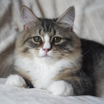 サイベリアン【埼玉県・男の子・2025年7月1日・ブラウンタビー&ホワイト】の写真「世界チャンピオン血統🌍、元気いっぱい男の子」