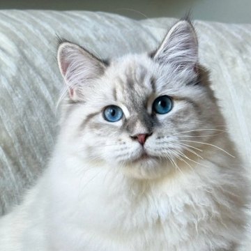 サイベリアン【埼玉県・女の子・2025年7月4日・ブルーリンクスポイントタビー】の写真「両親外産、珍しい大型タイプ」