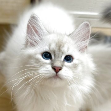 サイベリアン【埼玉県・男の子・2025年7月1日・ブルーリンクスポイントタビー】の写真「世界チャンピオン血統🏆フワフワ男の子」
