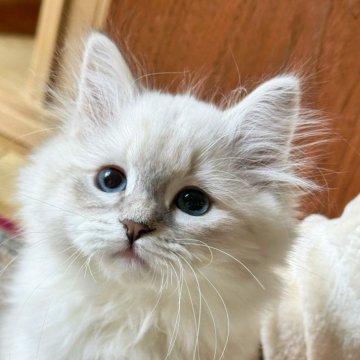 サイベリアン【埼玉県・女の子・2025年9月25日・ブルーポイントタビー&ホワイト】の写真「両親外産、チャンピオン血統💎」