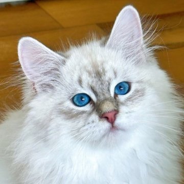 サイベリアン【埼玉県・男の子・2025年7月1日・ブルーリンクスポイントタビー】の写真「世界チャンピオン血統🏆フワフワ男の子」