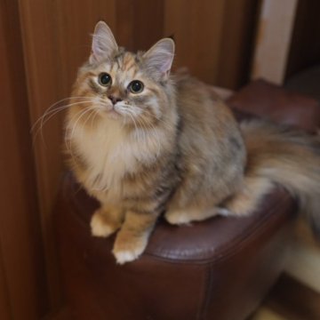 サイベリアン【埼玉県・女の子・2025年4月1日・キャリコタビー】の写真「元気いっぱい女の子」