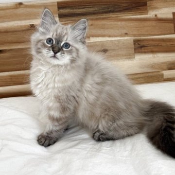 サイベリアン【埼玉県・男の子・2025年9月25日・シールリンクスポイント】の写真「穏やかな男の子、両親外産」