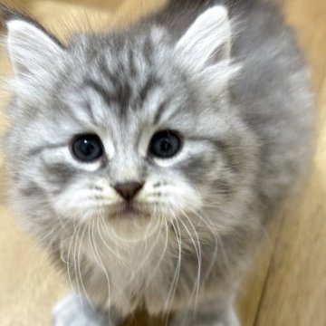 サイベリアン【埼玉県・男の子・2025年9月8日・ブルーシルバータビー】の写真「フワフワ男の子」