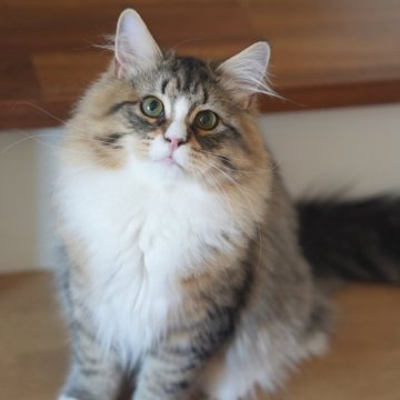 サイベリアン【埼玉県・男の子・2025年7月1日・ブラウンタビー&ホワイト】の写真「世界チャンピオン血統🌍、とても人懐こい、大人しい」