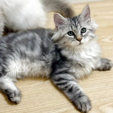 サイベリアン【埼玉県・女の子・2025年7月1日・クラシックシルバータビー】の写真「🏆全然チャンピオン血統、フワフワ女の子」