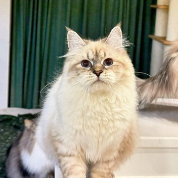 サイベリアン【埼玉県・女の子・2025年4月23日・リールリンクスポイントタビー】の写真「深いブルーの瞳🩵チャンピオン血統 とても甘えん坊」