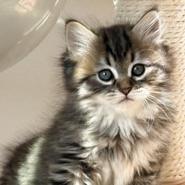 サイベリアン【埼玉県・男の子・2025年9月25日・ブラウンタビー】の写真「両親外産、チャンピオン血統💎」