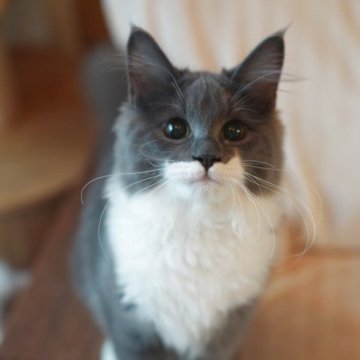 サイベリアン【埼玉県・女の子・2025年5月21日・ブルー&ホワイト】の写真「元気いっぱいの女の子、両親外産、チャンピオン血統」